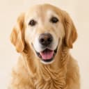 Bruno, un perro de ejemplo en Amipet